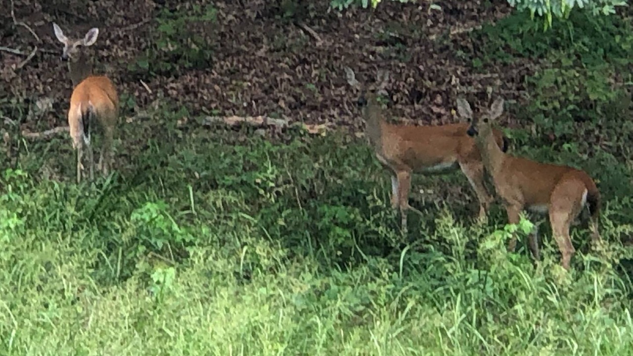 Photo of Outdoor in Mid America