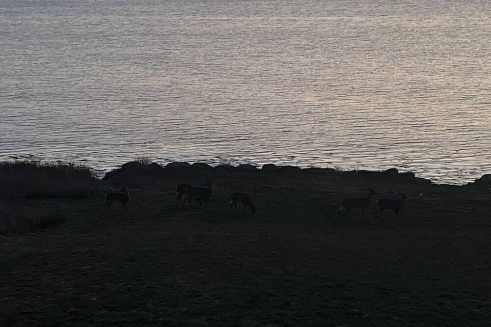 Photo of Others in Cows Bay