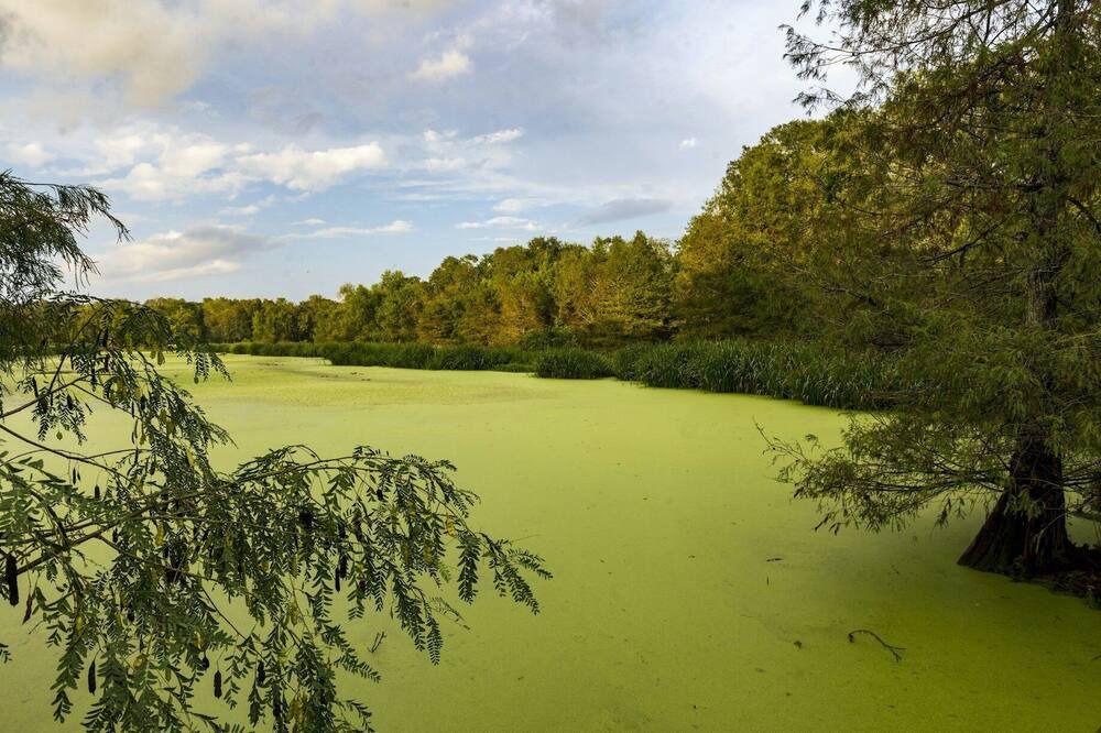 Photo of Others in Texas Gulf Coast Region