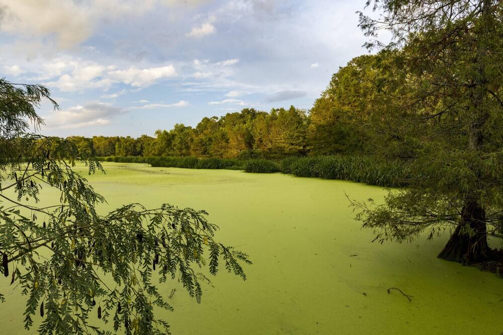 Photo of Others in Texas Gulf Coast Region