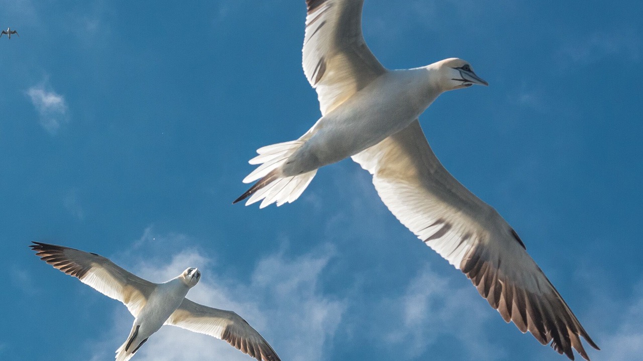 Photo of Others in Hoy Island