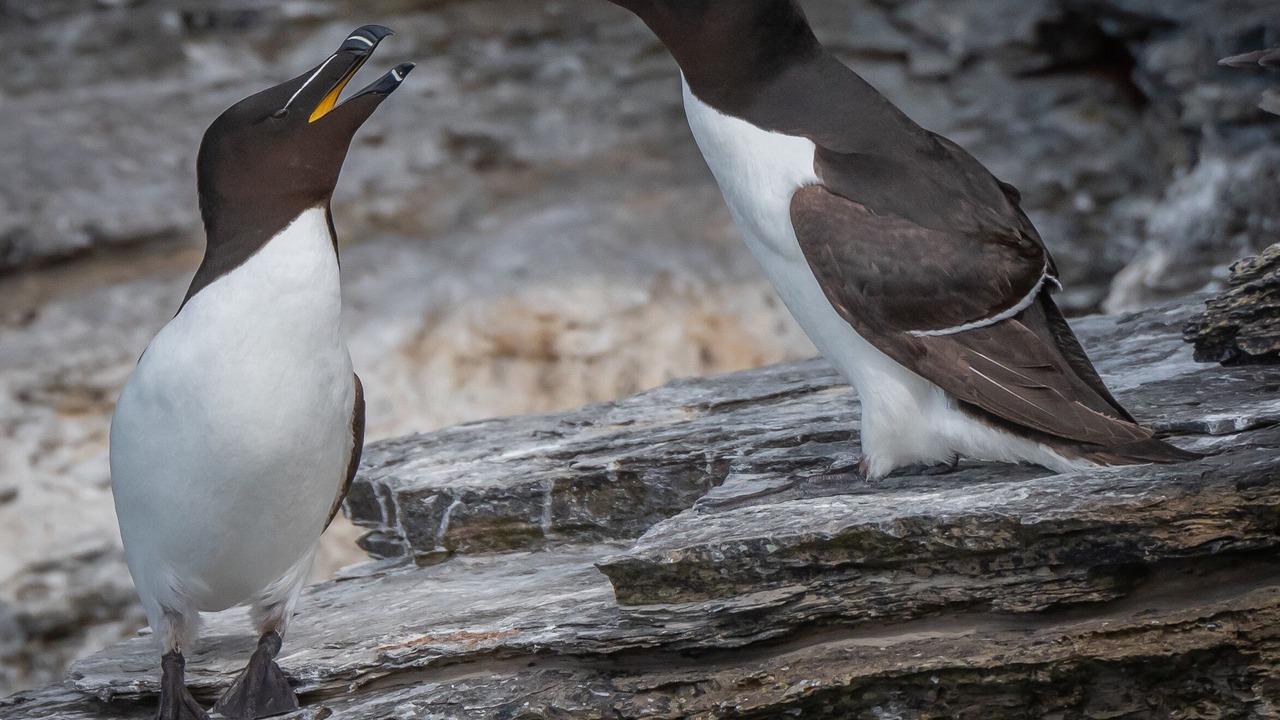 Photo of Outdoor in Hoy Island