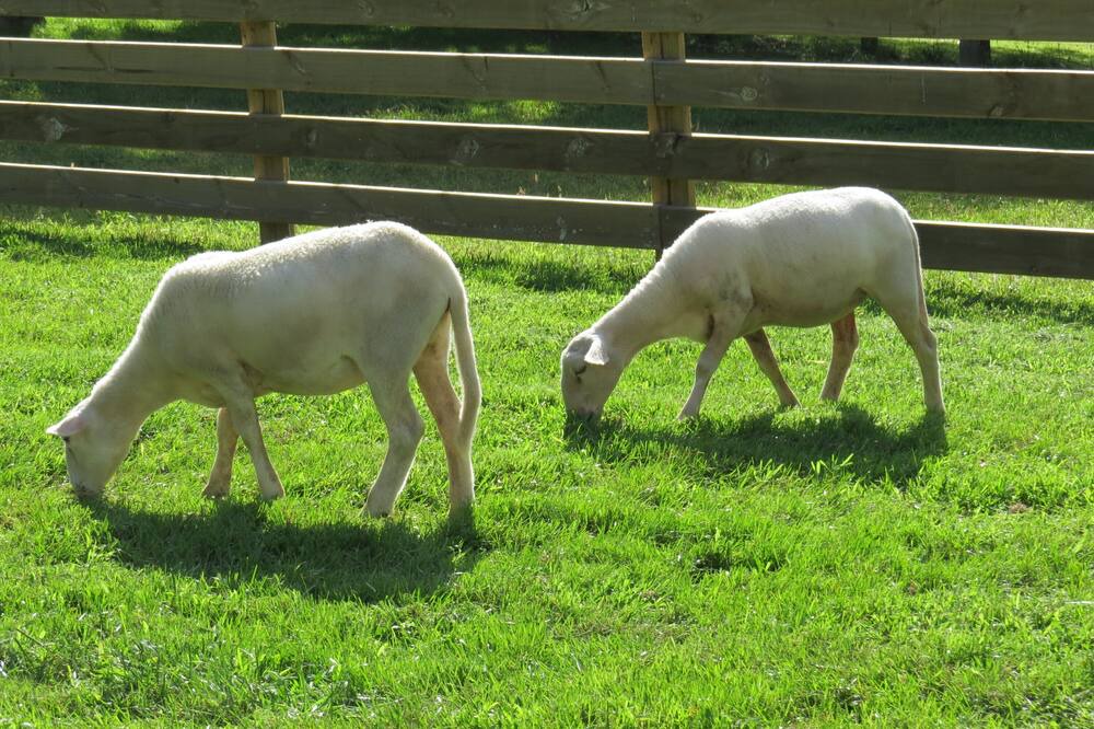 Photo of Others in Karangahake