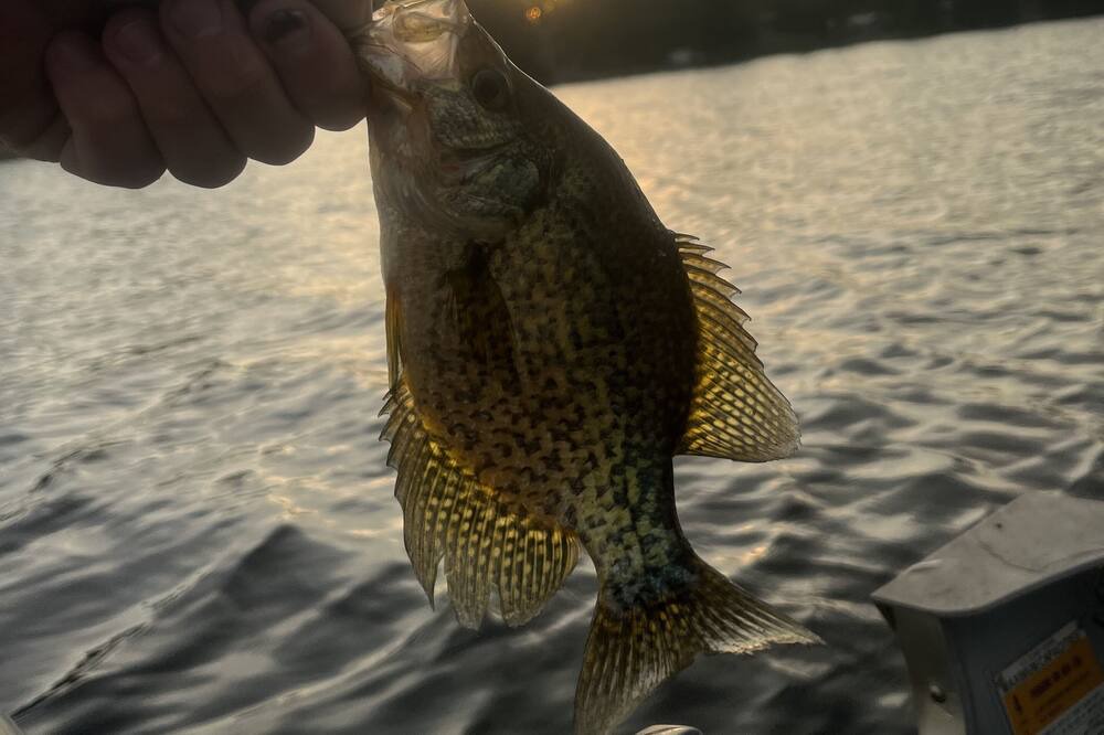 Photo of Others in Falcon Lake
