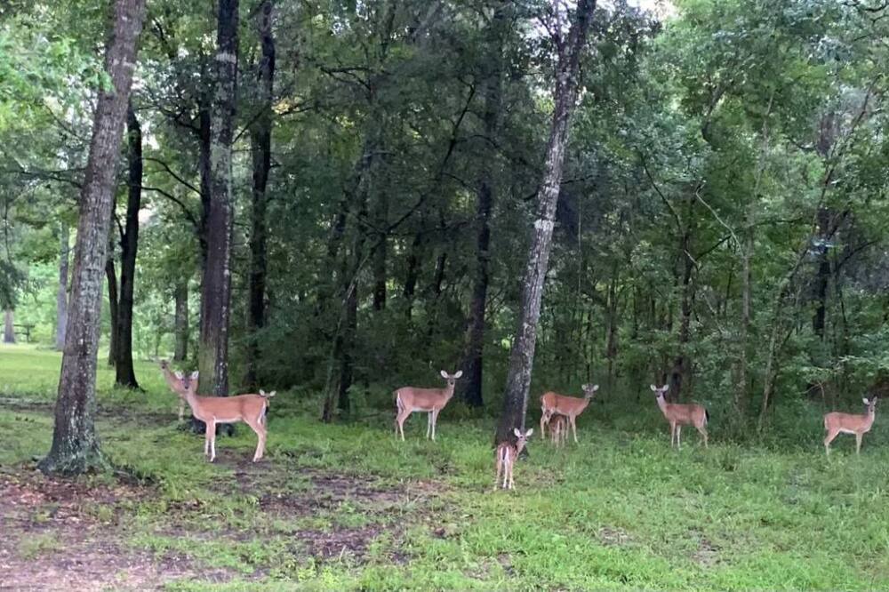 Photo of Outdoor in Conroe