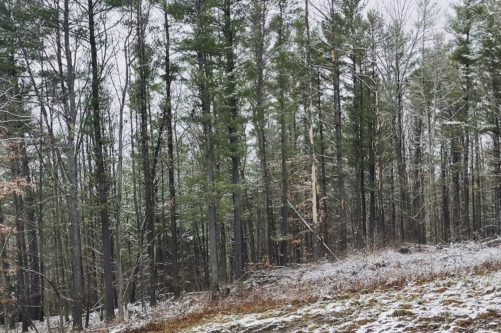 Photo of Outdoor in Angelica