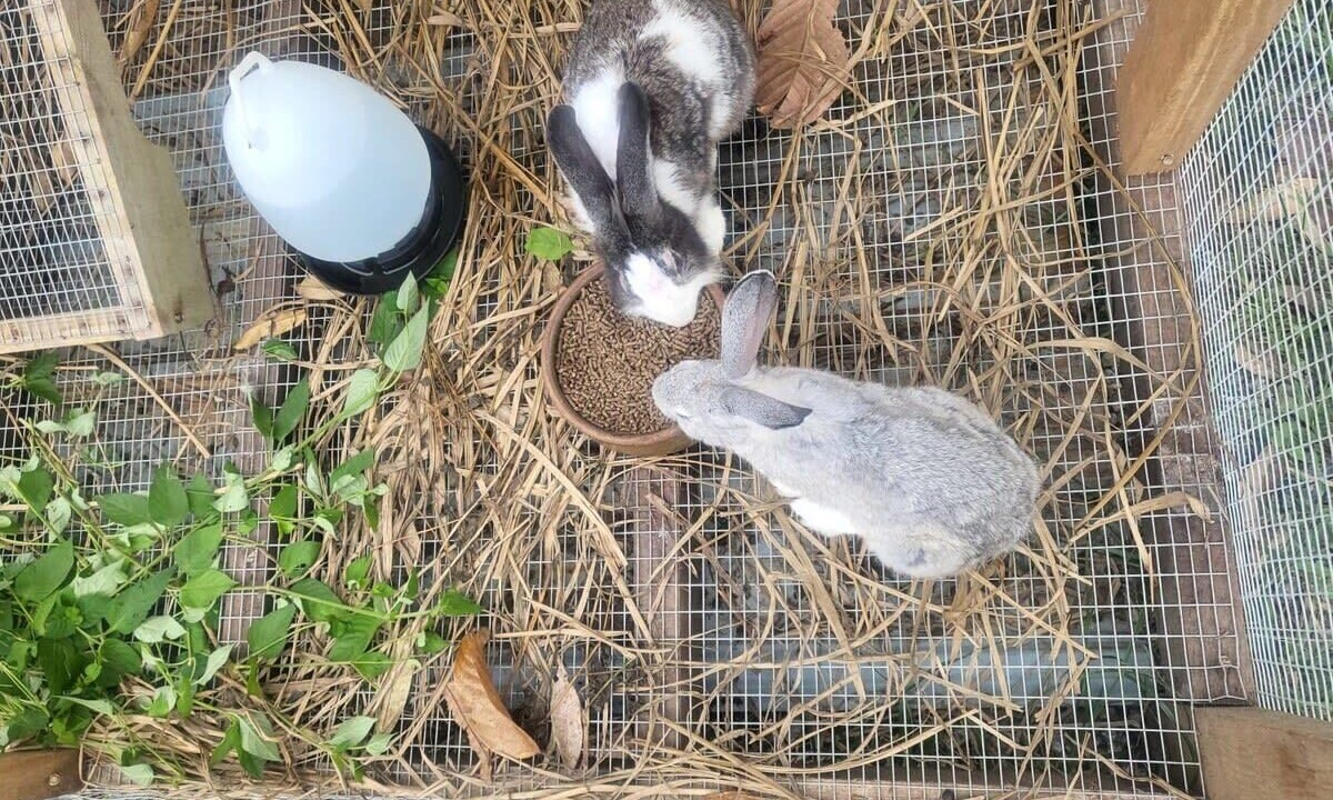 Photo of Others in Teras