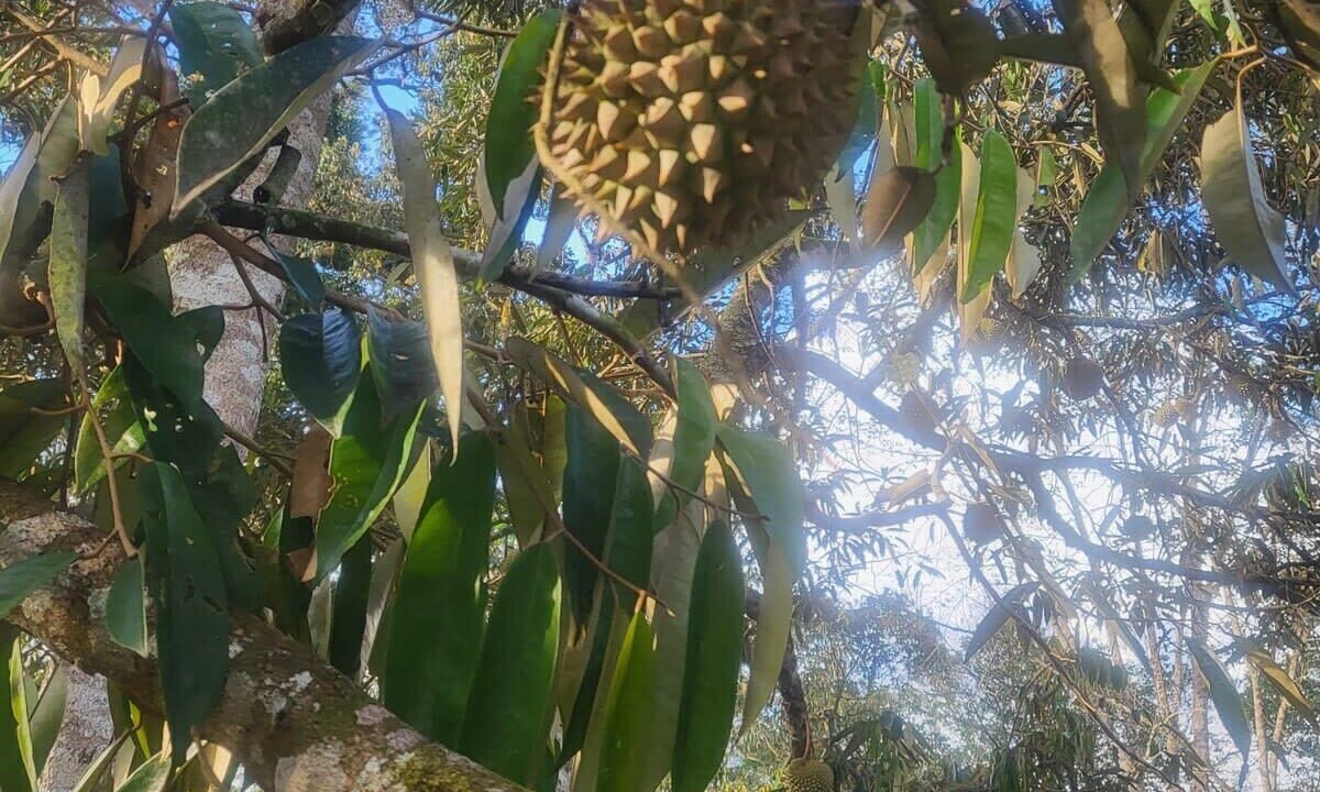 Photo of Others in Teras