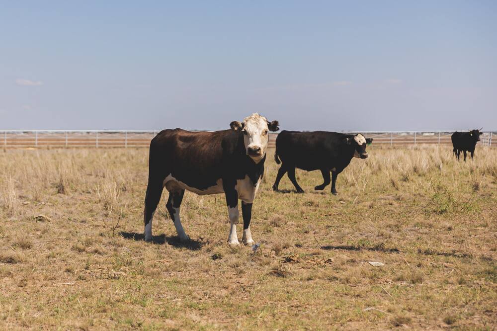 Photo of Outdoor in San Angelo