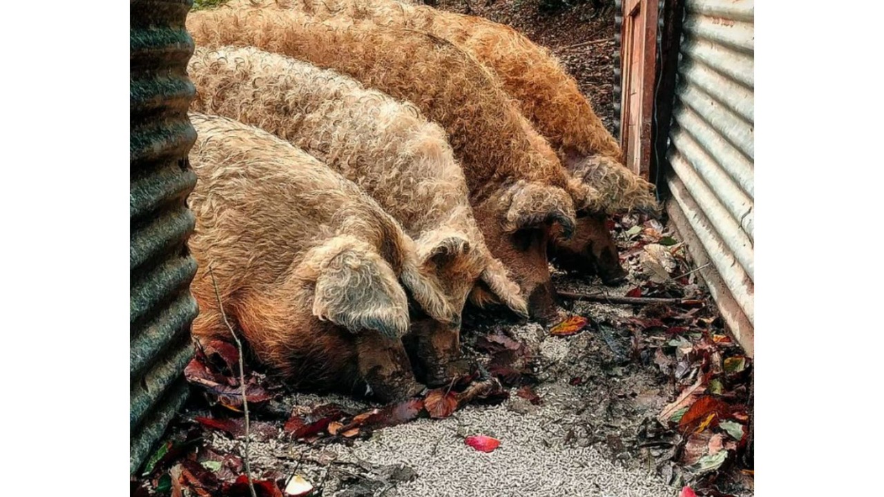 Photo of Outdoor in Rimont