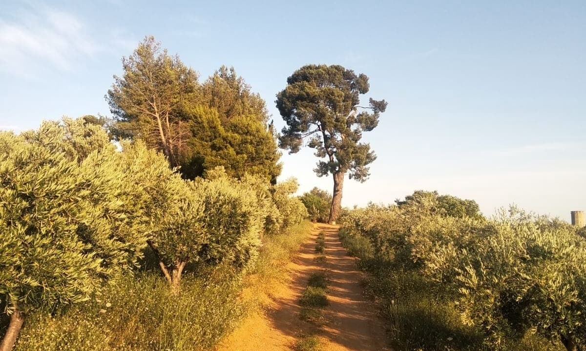 Photo of Outdoor in Paulhan