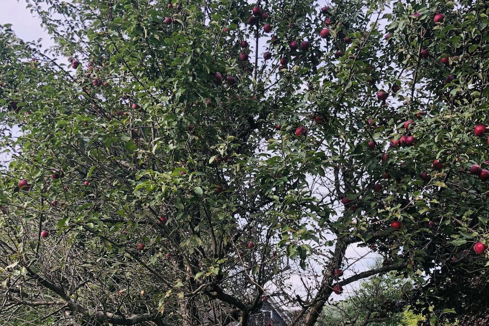 Photo of Outdoor in Westford