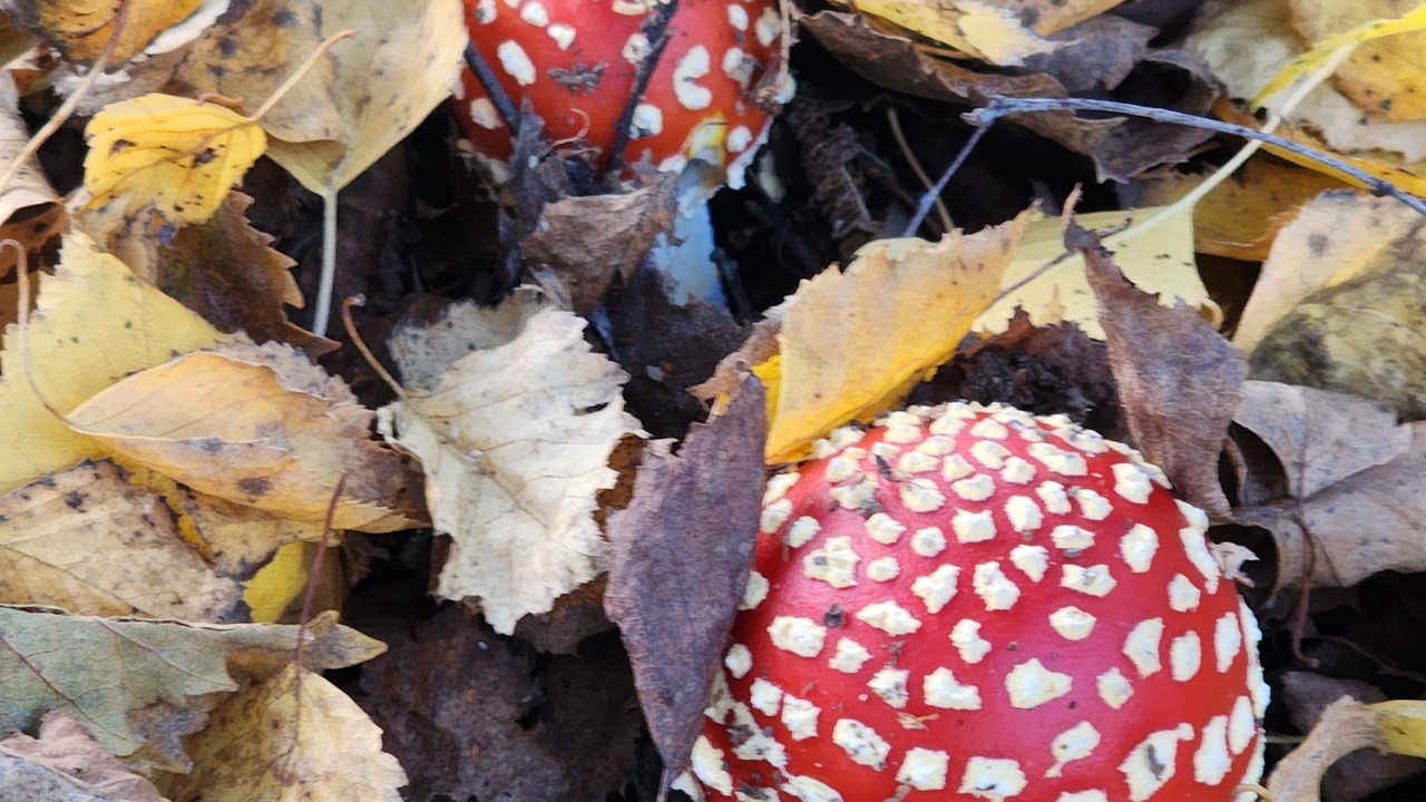 Photo of Others in Tawonga South