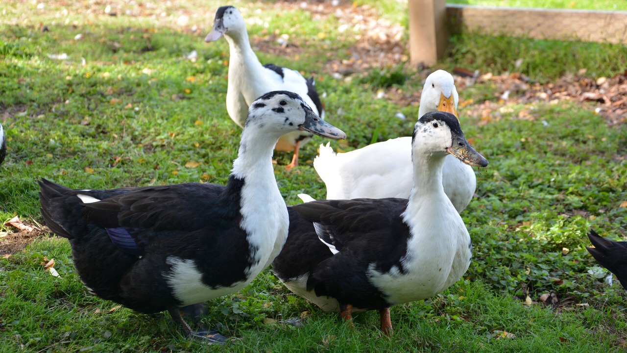 Photo of Outdoor in Walpole