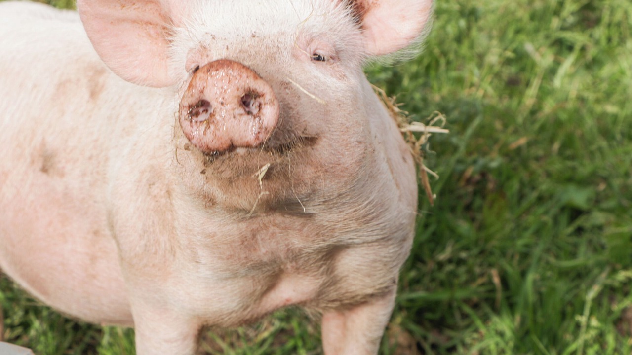 Photo of Others in St. Brides Netherwent