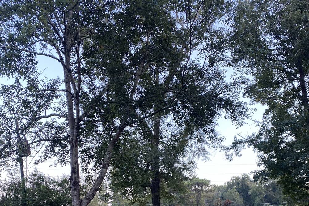 Photo of Outdoor in Phenix City