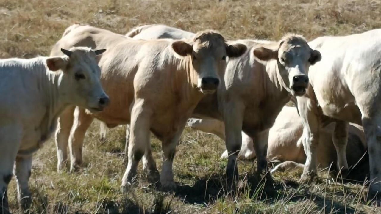 Photo of Outdoor in Curgy