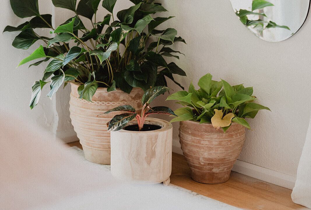 Photo of Others in Jamberoo