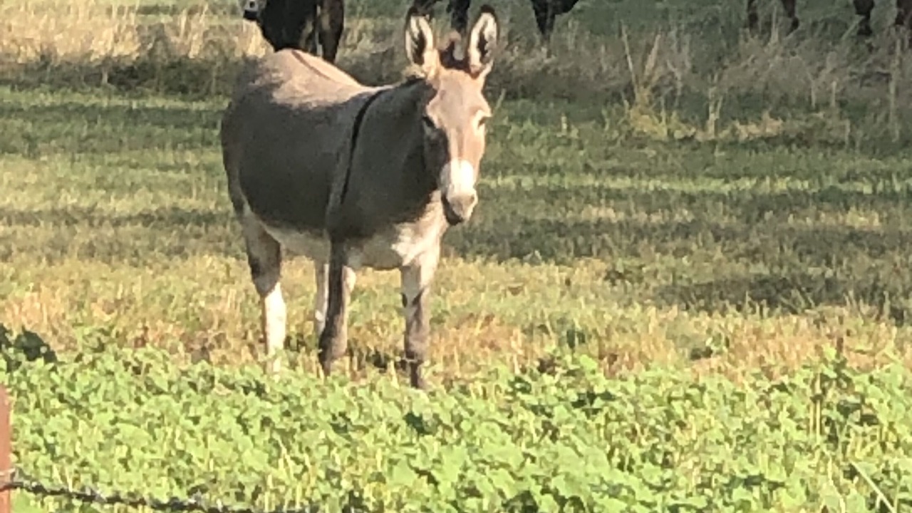 Photo of Outdoor in Anderson