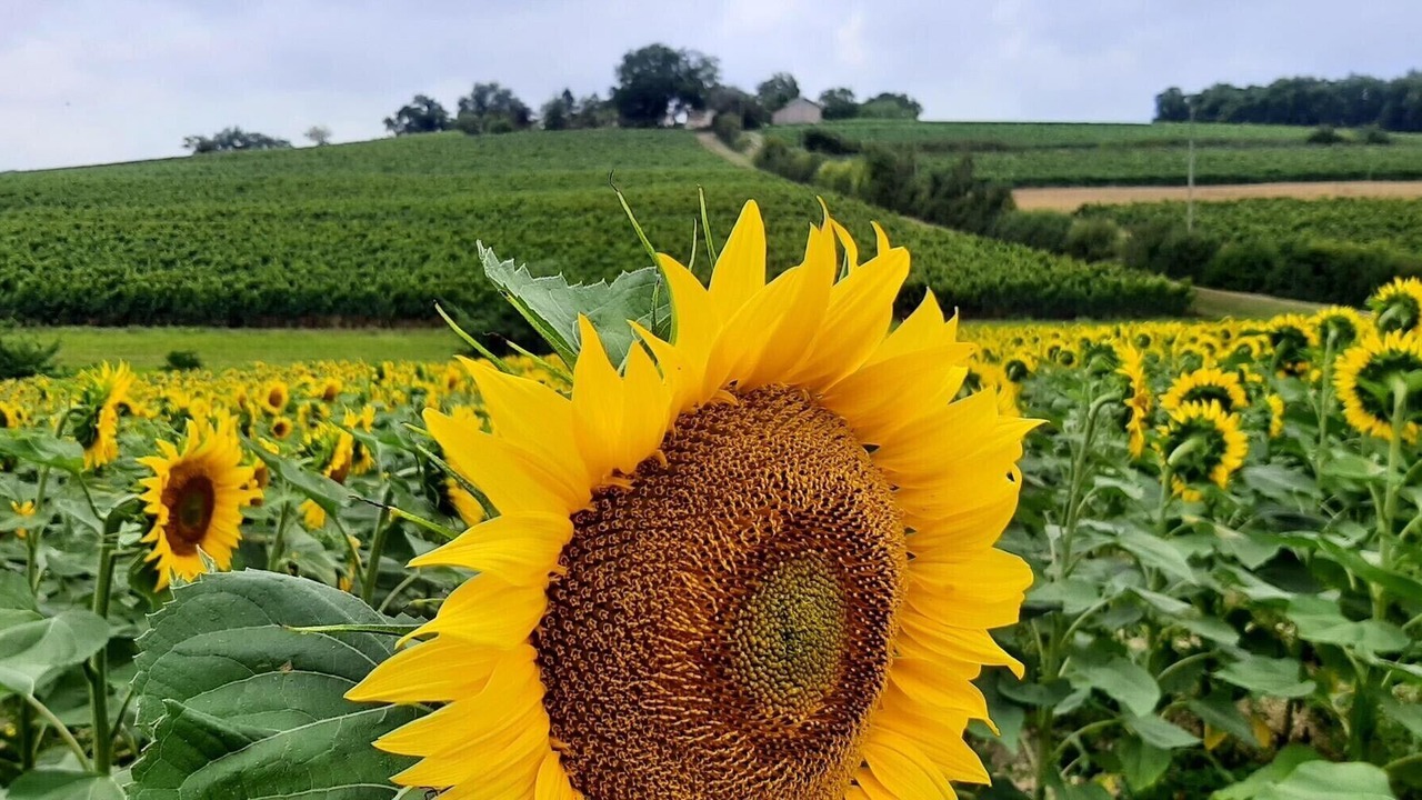 Photo of Outdoor in Lagraulet-du-Gers