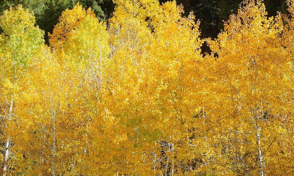 Photo of Others in Board Ranch