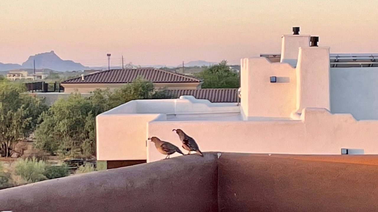 Photo of Others in Rio Verde Foothills