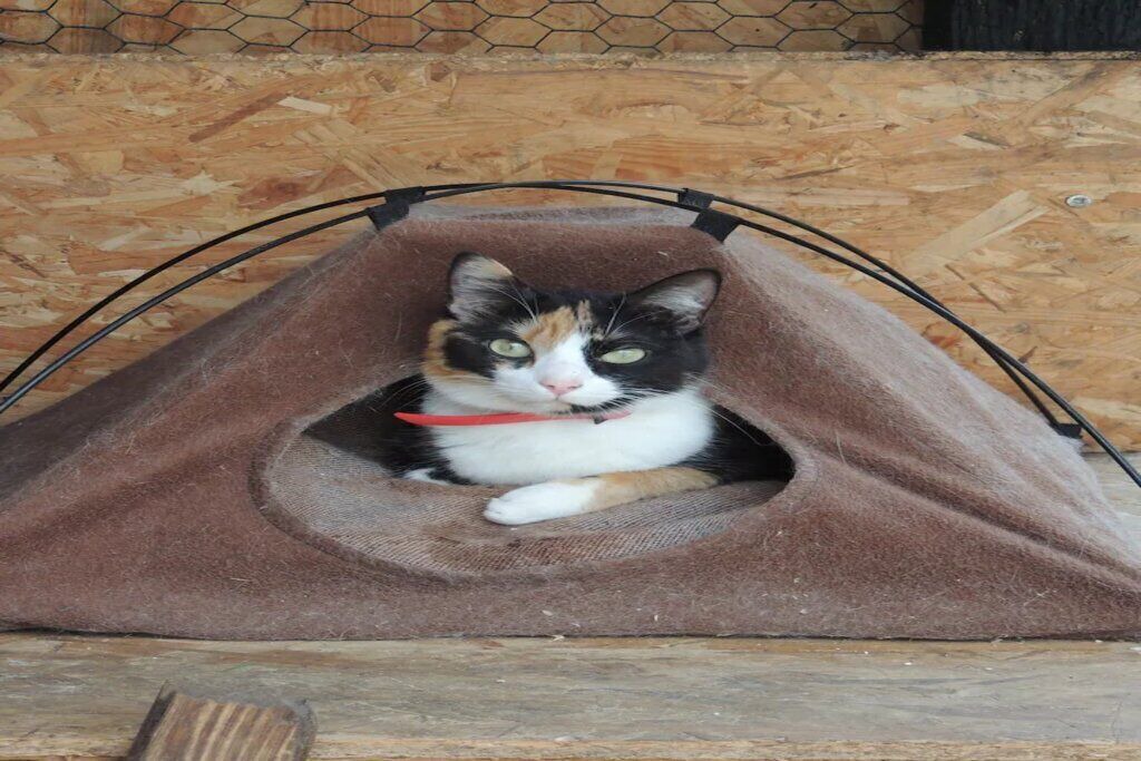 Photo of Others in Champsac