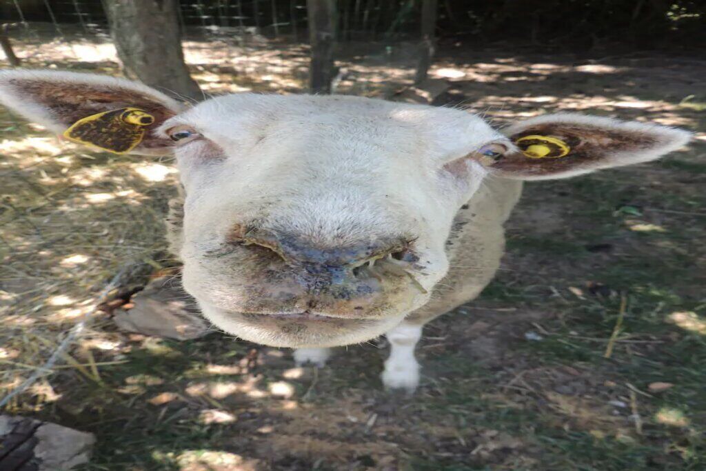 Photo of Others in Champsac