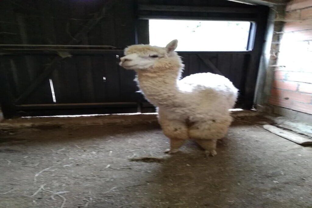 Photo of Others in Champsac