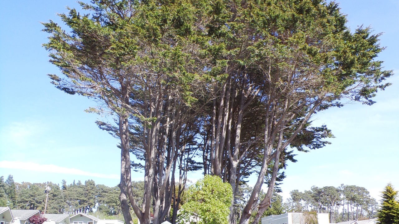 Photo of Outdoor in Fort Bragg