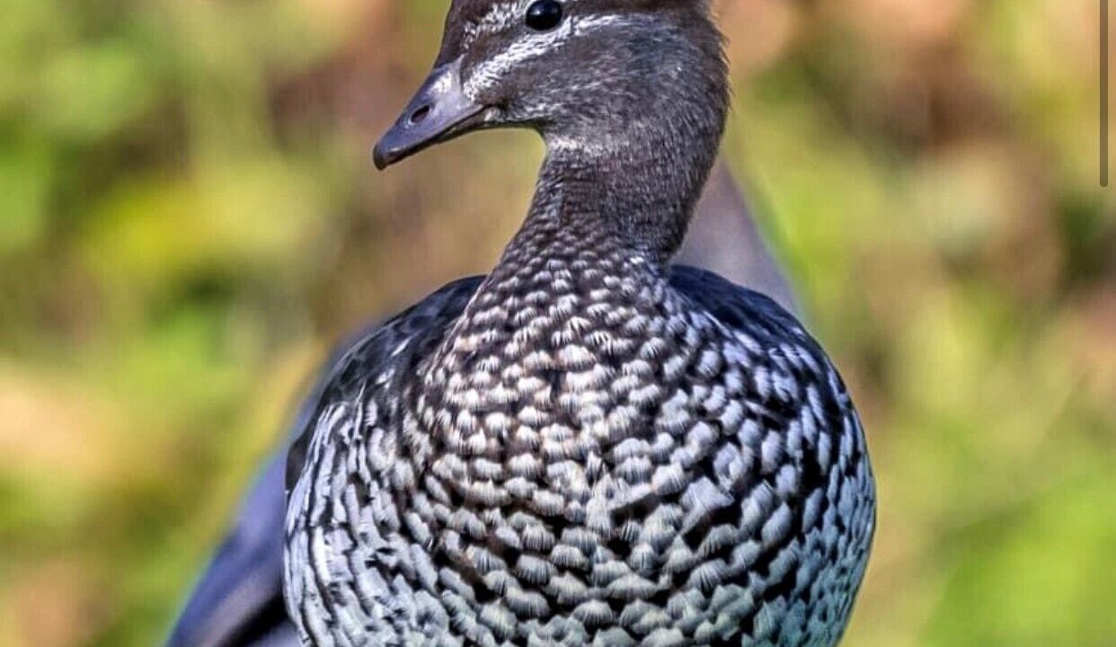 Photo of Outdoor in Berrima