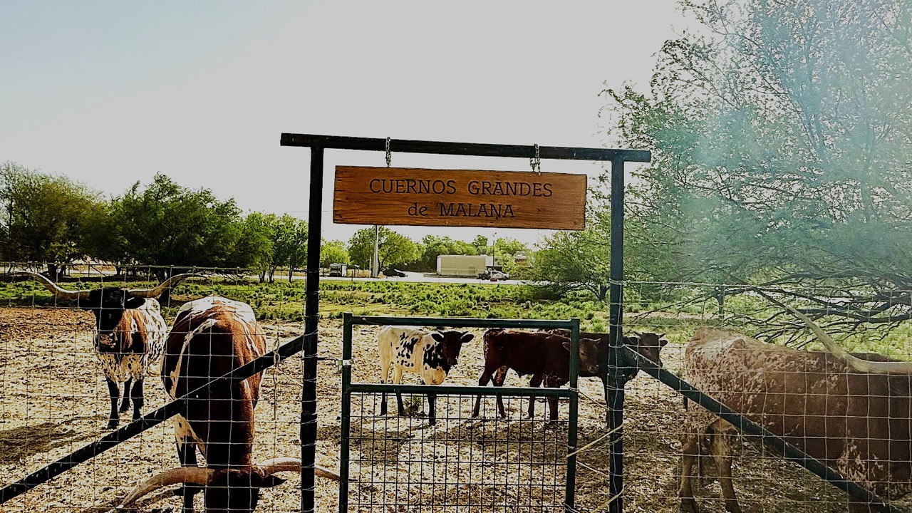 Photo of Outdoor in Cotulla