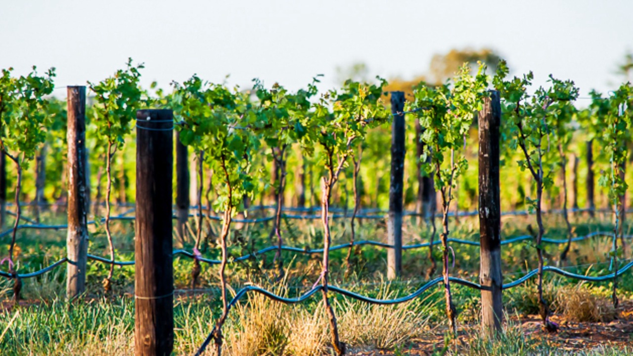 Photo of Others in Angaston