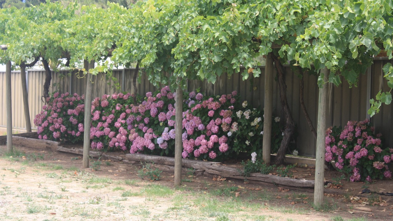 Photo of Outdoor in Angaston