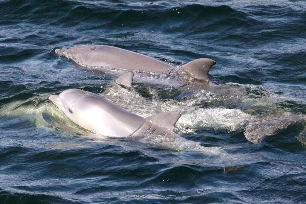 Photo of Others in Port Adelaide