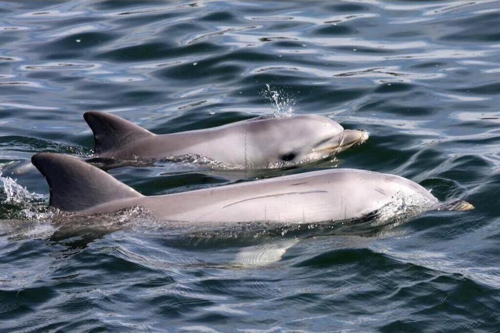 Photo of Outdoor in Port Adelaide