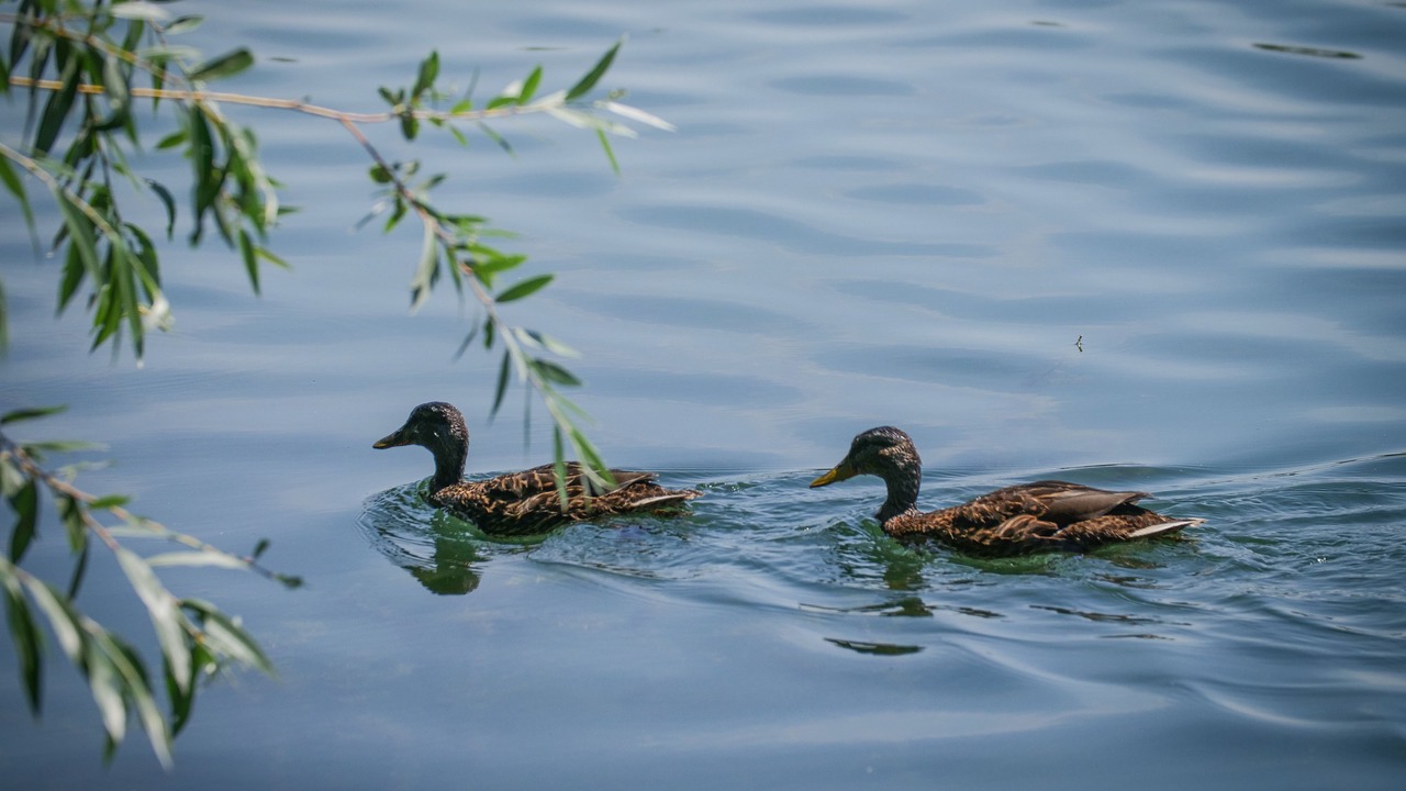 Photo of Outdoor in Arnage
