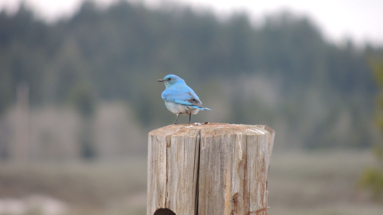 Photo of Outdoor in Island Park