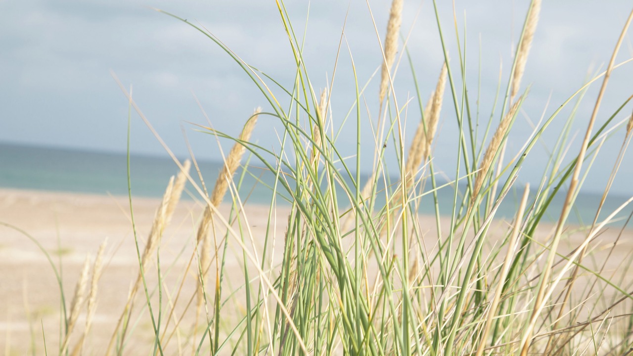 Photo of Others in Slette Strand