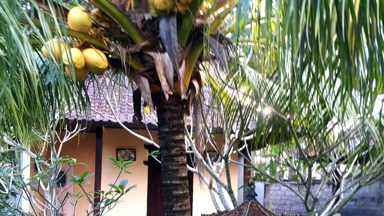 Photo of Outdoor in Gianyar