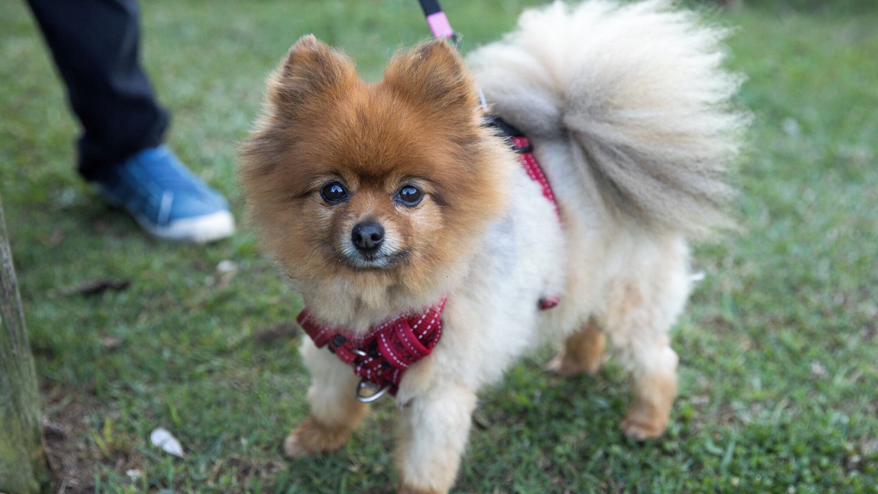 Photo of Others in Nambucca Heads