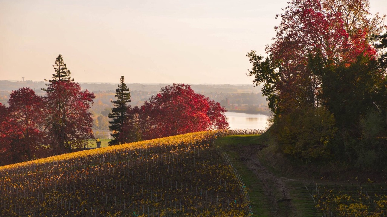 Photo of Others in Saint-Michel-de-Fronsac