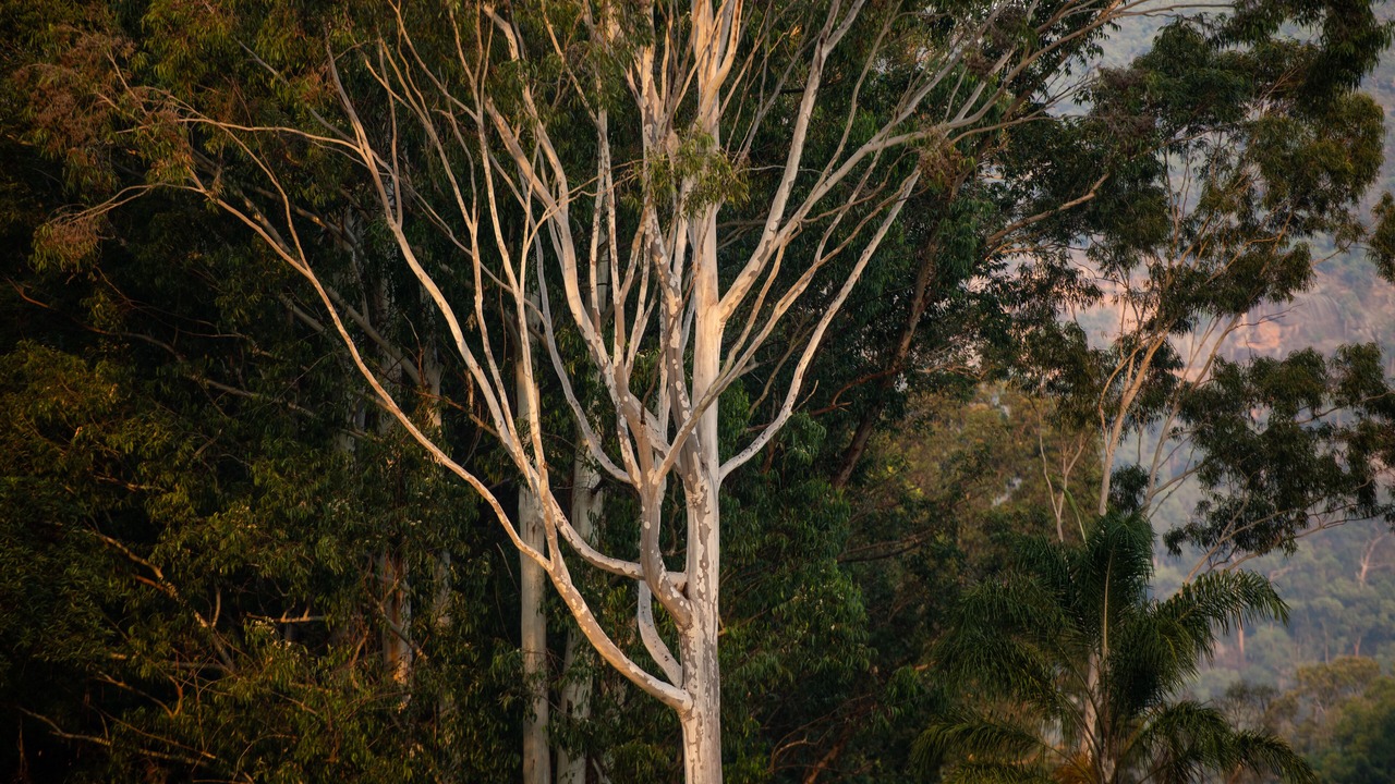 Photo of Others in Wisemans Ferry