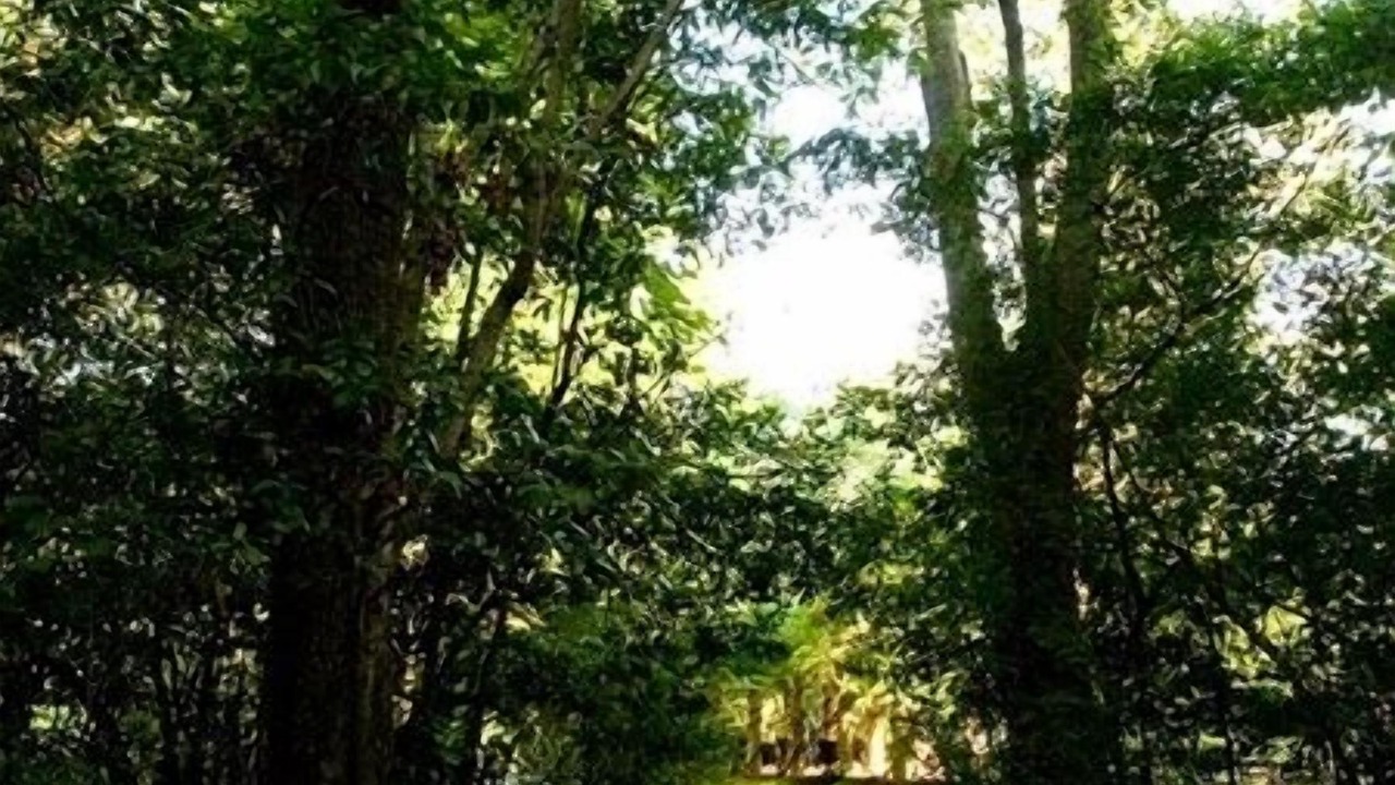 Photo of Outdoor in Natchez