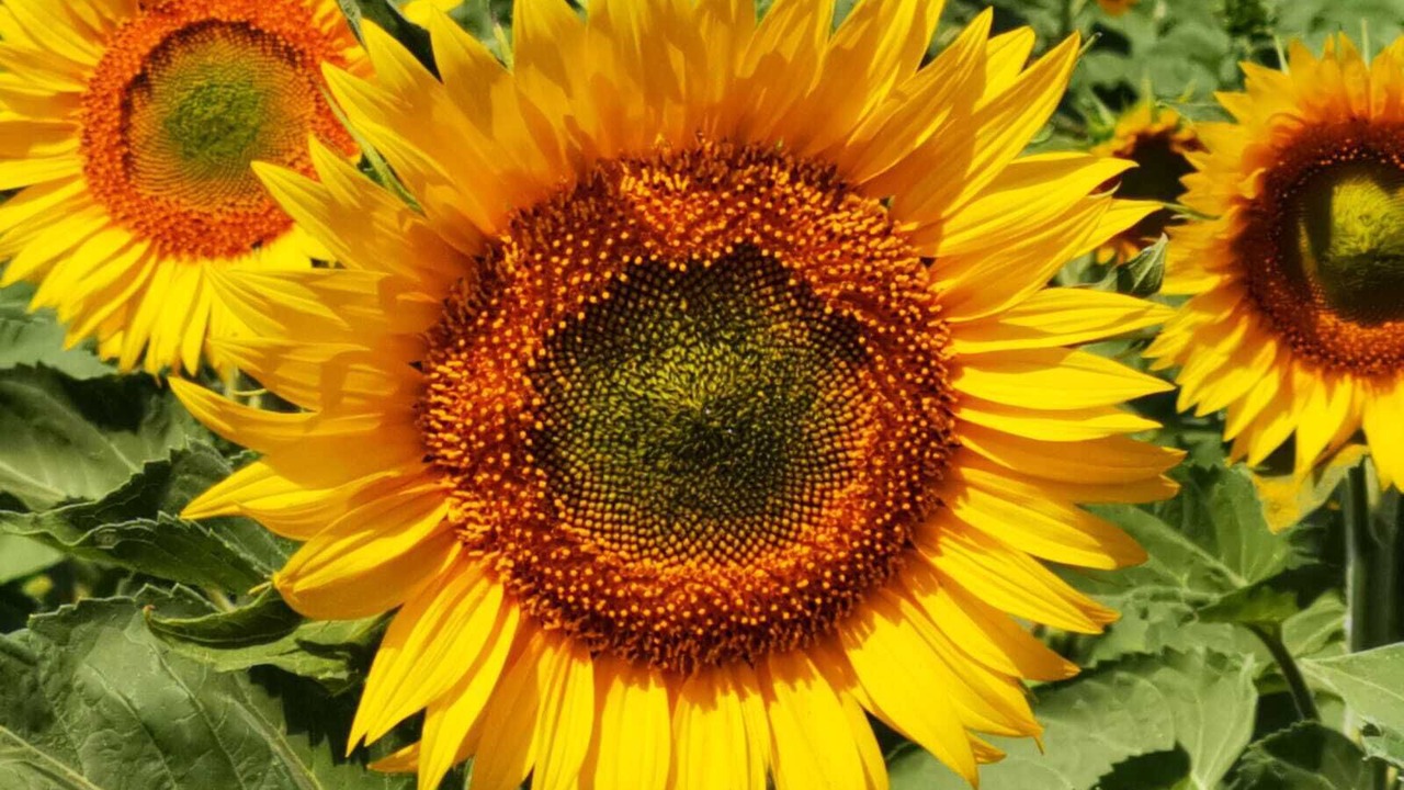 Photo of Others in La Courade