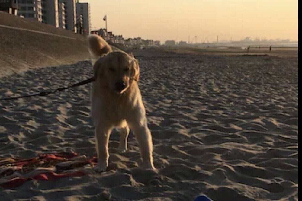 Photo of Others in Dunkirk