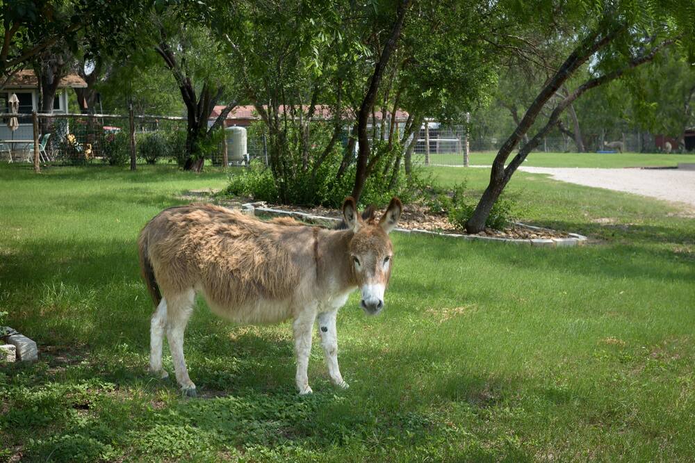 Photo of Outdoor in Seguin