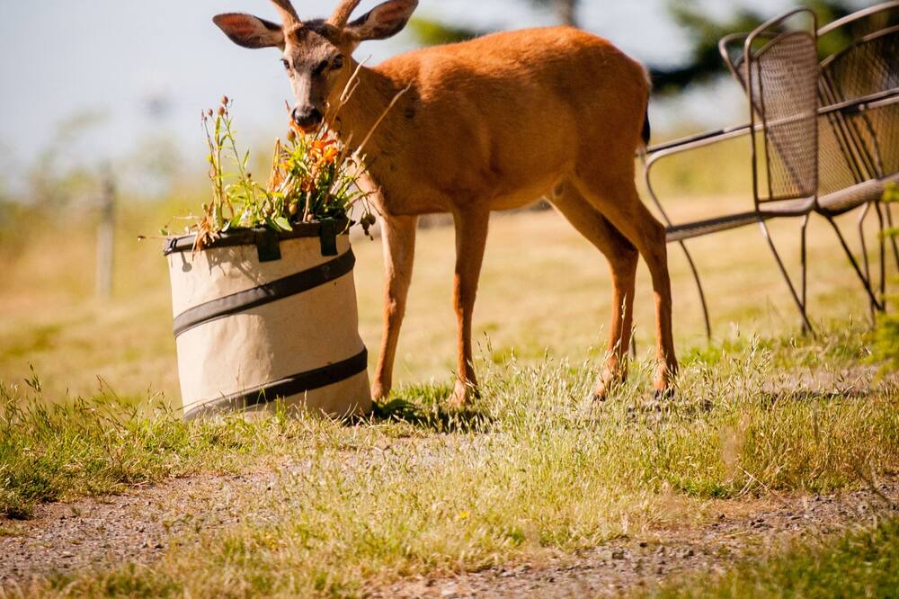 Photo of Others in Olga