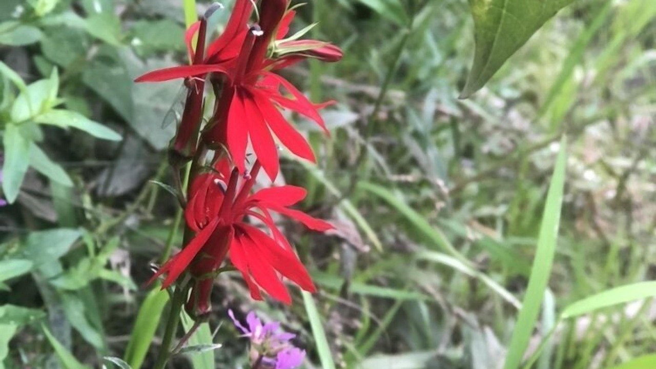 Photo of Outdoor in Matamoras