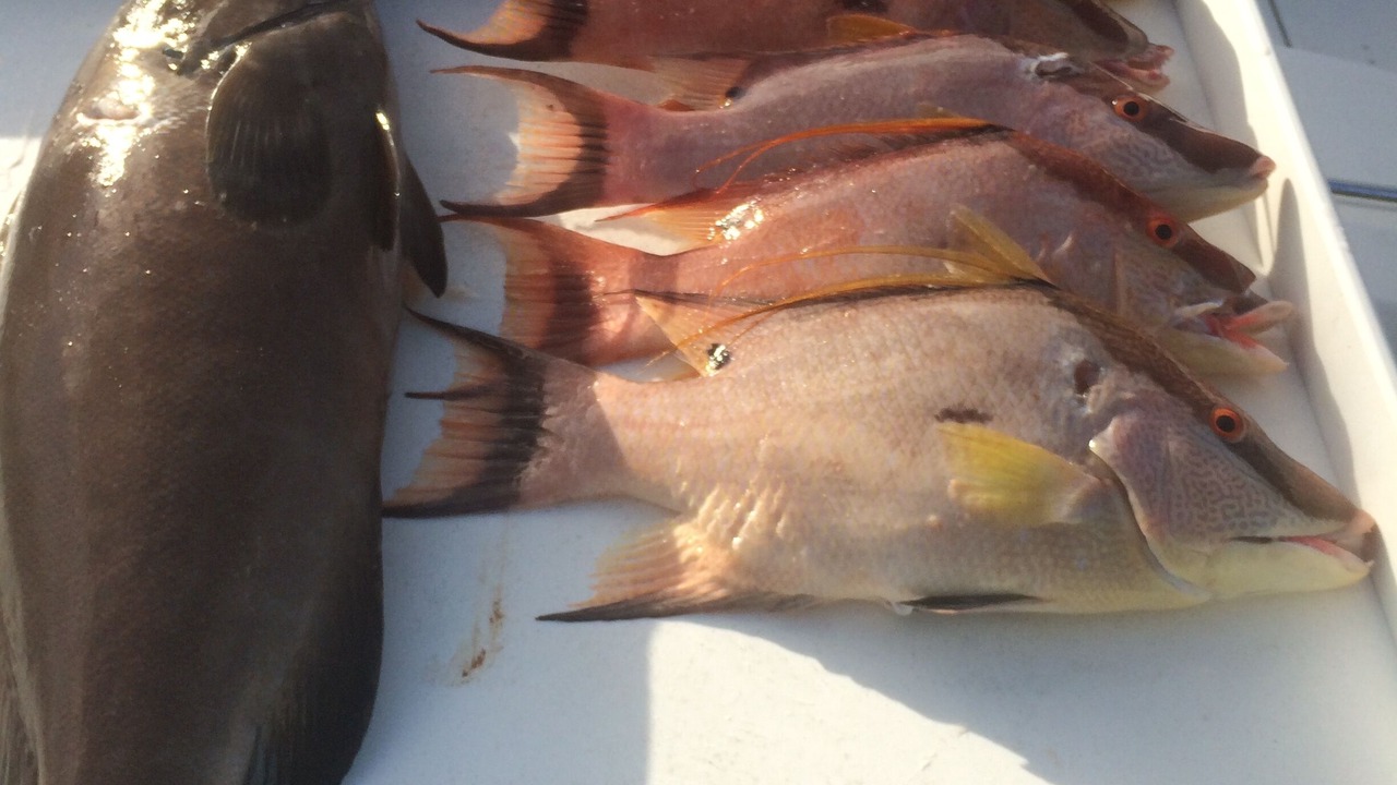 Photo of Others in Big Pine Key